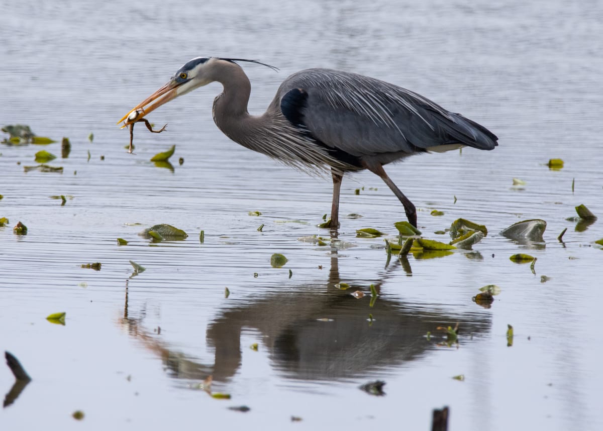 The Great Blue