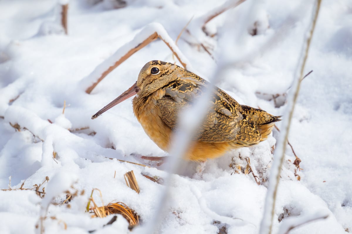 The Magic Porridge Pot