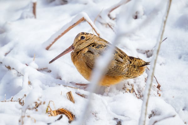 The Magic Porridge Pot