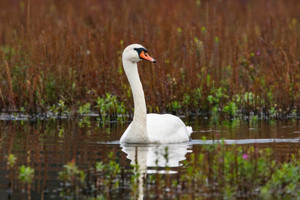 The Storm Before the Calm