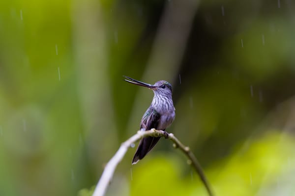 Spring Forward, Fall Apart