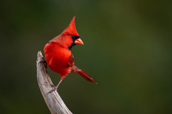 Miseducative Experiences